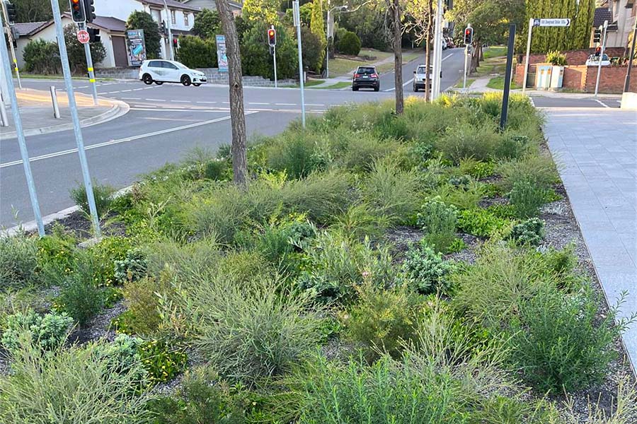 The Sydney Metro planting trials show how diverse, seasonal, and captivating planting can be achieved in urban plazas. Credit: Hassell