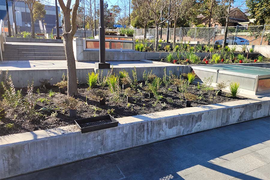 The Sydney Metro planting trials show how diverse, seasonal, and captivating planting can be achieved in urban plazas. Credit: Hassell