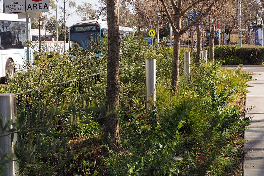 The Sydney Metro planting trials show how diverse, seasonal, and captivating planting can be achieved in urban plazas. Credit: Hassell