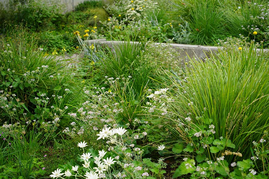 The Sydney Metro planting trials show how diverse, seasonal, and captivating planting can be achieved in urban plazas. Credit: Hassell