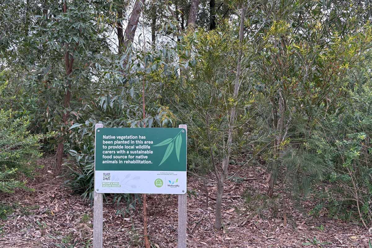 Council planted locally endemic trees and large shrubs across Tahmoor Park, Dudley Chesham Oval, and the Yallambi Street vegetated drainage line. Credit: Wollondilly Shire Council