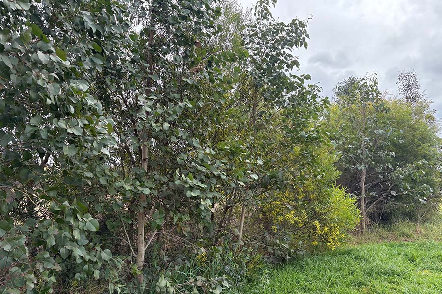 Council planted locally endemic trees and large shrubs across Tahmoor Park, Dudley Chesham Oval, and the Yallambi Street vegetated drainage line. Credit: Wollondilly Shire Council