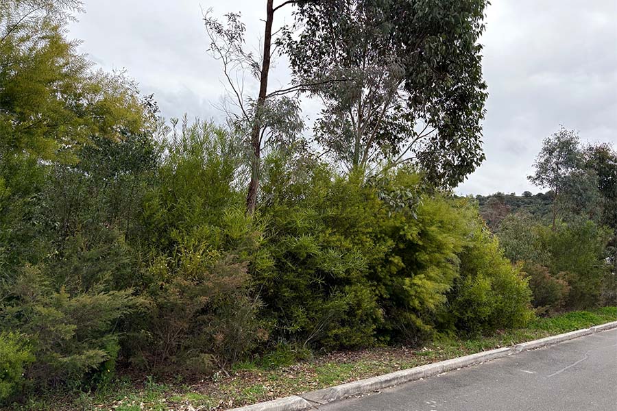 Council planted locally endemic trees and large shrubs across Tahmoor Park, Dudley Chesham Oval, and the Yallambi Street vegetated drainage line. Credit: Wollondilly Shire Council