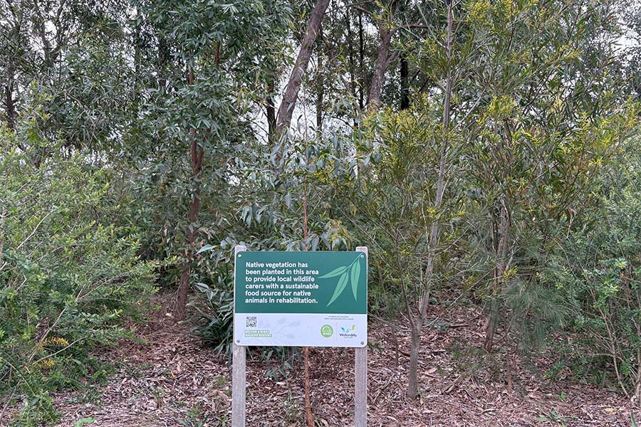 Council planted locally endemic trees and large shrubs across Tahmoor Park, Dudley Chesham Oval, and the Yallambi Street vegetated drainage line. Credit: Wollondilly Shire Council