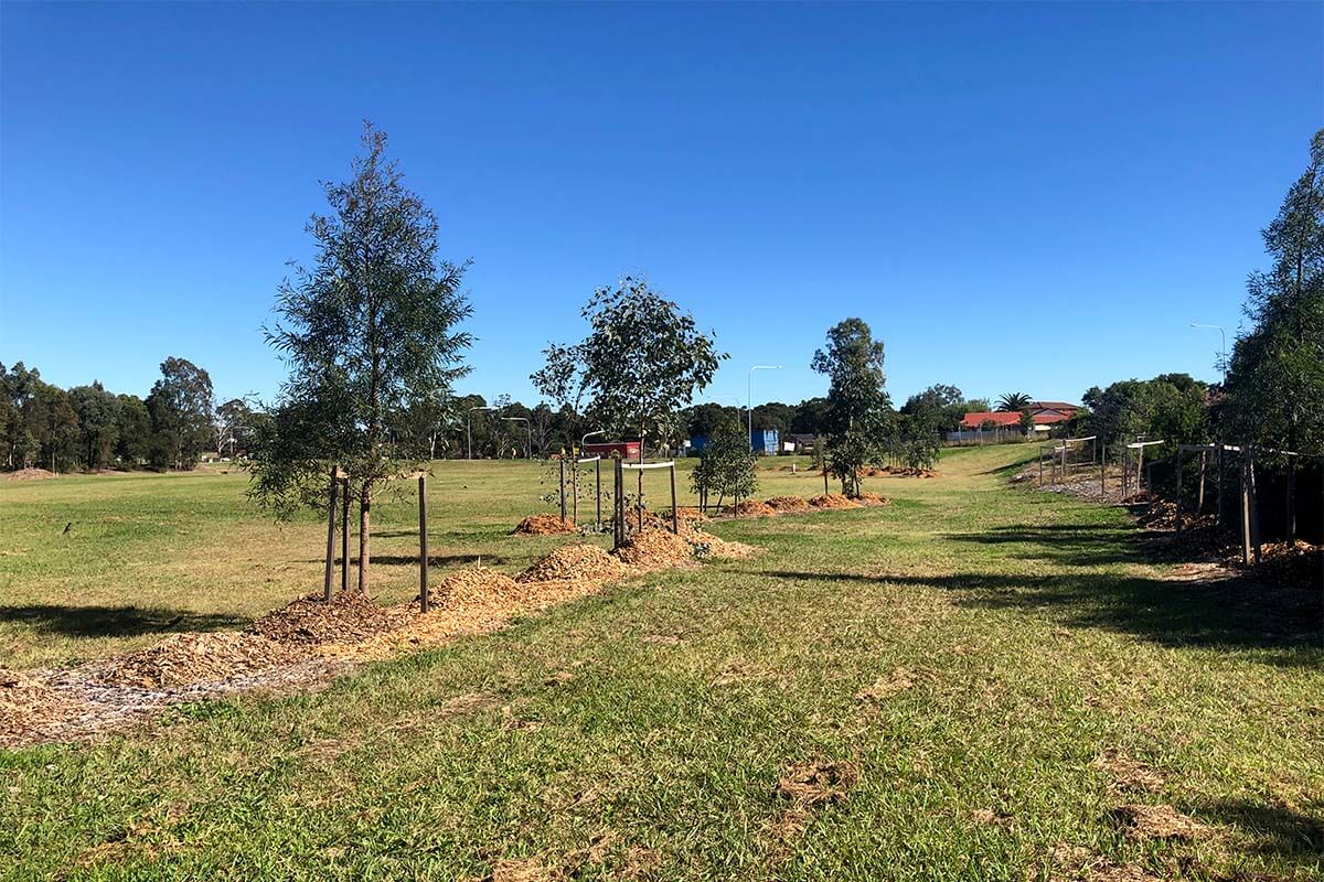 New trees planted at Chameleon Reserve, a 10 hectare reserve in Erskine Park.