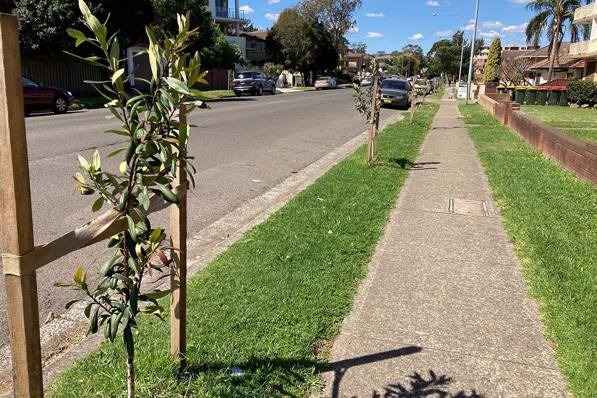 Tree planting on Nelson Street, Fairfield as part of Fairfield City Council funding to deliver more trees across Greater Sydney.