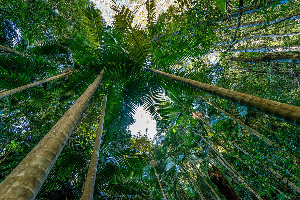 King Palm Trees near Muirs lookout in Jilliby State Conservation area. Credit: John Spencer/DCCEEW